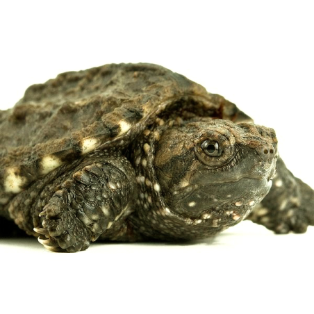 Sternotherus Odoratus