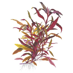 Alternanthera reineckii 'Pink'