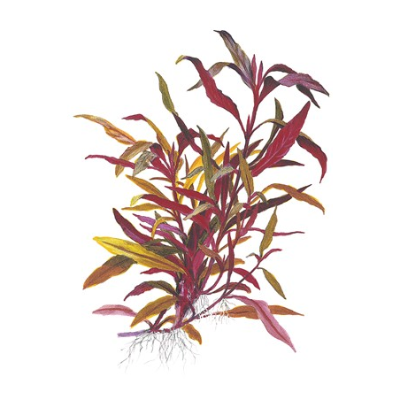 Alternanthera reineckii 'Pink'