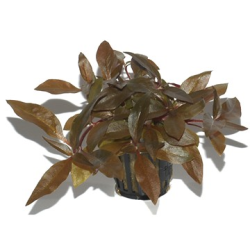 Alternanthera Reineckii 'Pink'