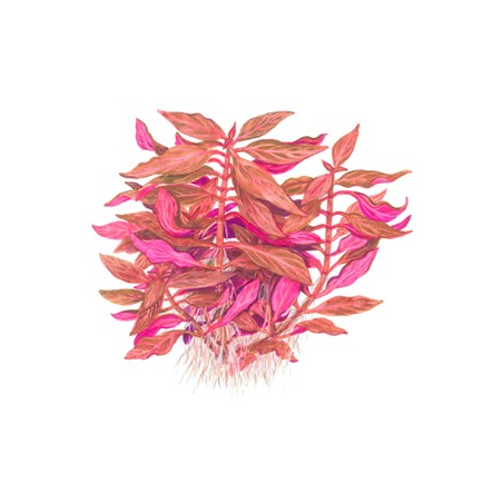 Alternanthera reineckii Rosanervig