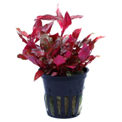 Alternanthera Reineckii Rosanervig
