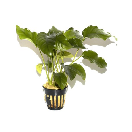 Anubias Barteri var. Barteri