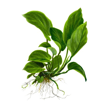 Anubias barteri var. caladiifolia
