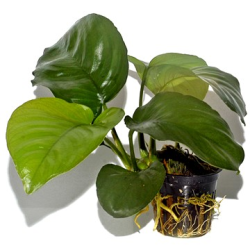 Anubias Barteri var. Caladiifolia