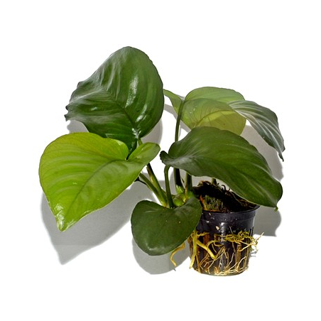 Anubias Barteri var. Caladiifolia