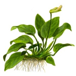 Anubias barteri var. nana