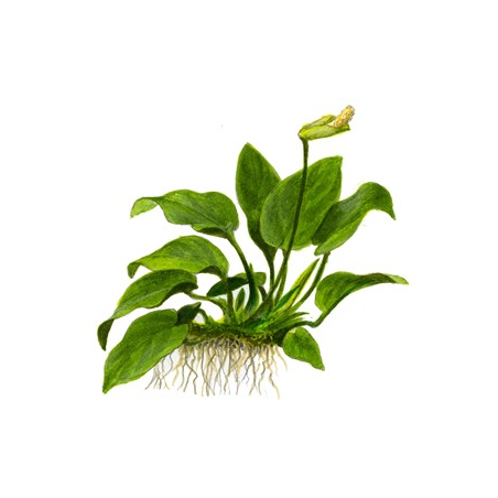 Anubias barteri var. nana