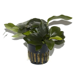 Anubias Barteri var. Nana