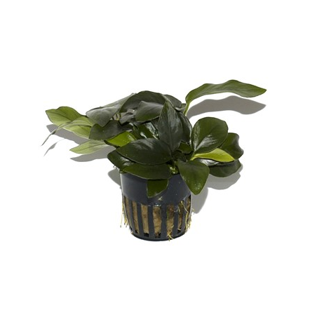 Anubias Barteri var. Nana