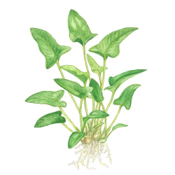 Anubias gracilis