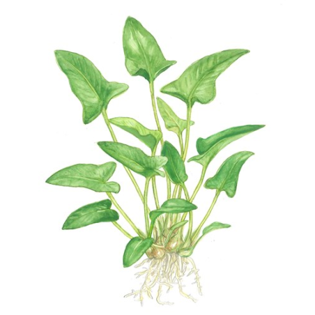 Anubias gracilis