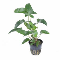 Anubias Gracilis