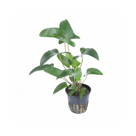 Anubias Gracilis