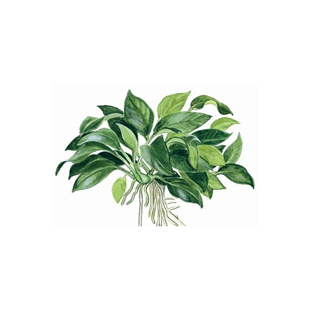 Anubias 'Petite'