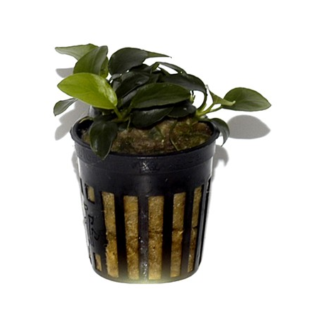 Anubias 'Petite'