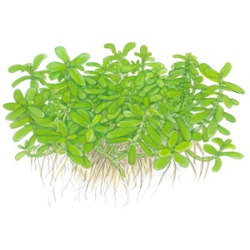 Bacopa 'Compact'