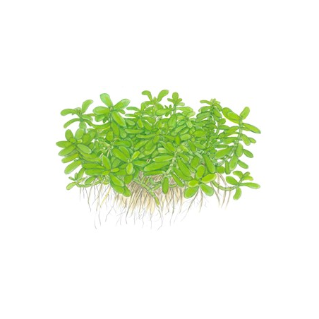 Bacopa 'Compact'
