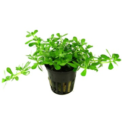 Bacopa 'Compact'