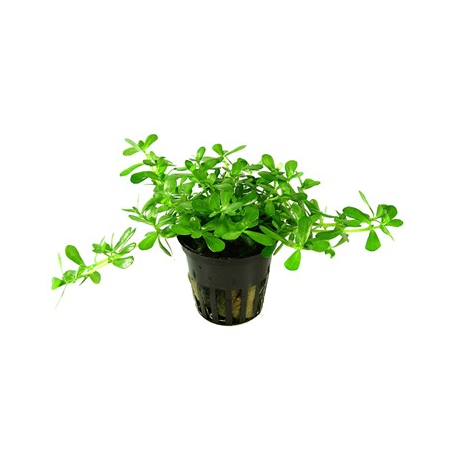 Bacopa 'Compact'