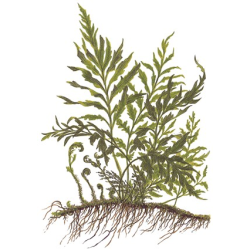 Bolbitis Heudelotii