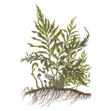 Bolbitis Heudelotii