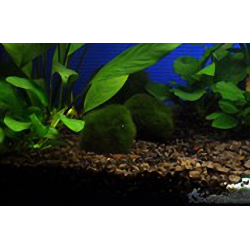Marimo (Cladophora Aegagropila)