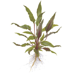 Cryptocoryne Beckettii 'Petchii'