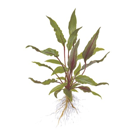 Cryptocoryne Beckettii 'Petchii'
