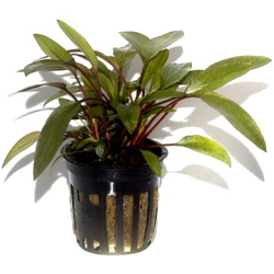 Cryptocoryne Beckettii 'Petchii'