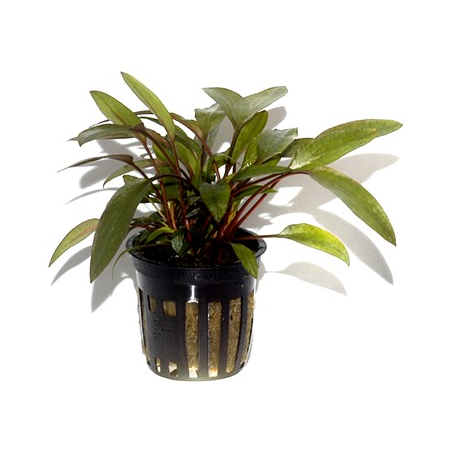 Cryptocoryne Beckettii 'Petchii'