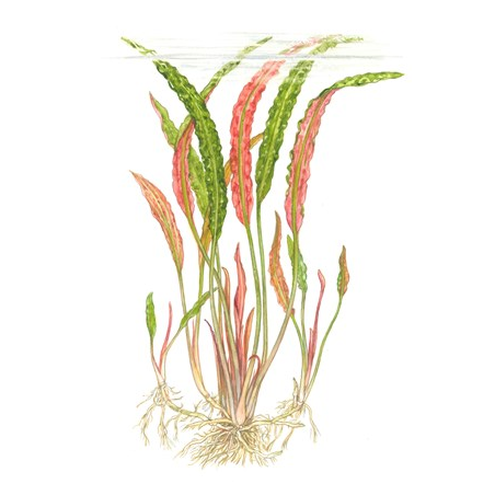 Cryptocoryne Usteriana