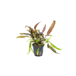 Cryptocoryne Usteriana