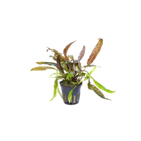 Cryptocoryne Usteriana