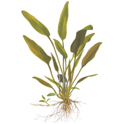 Cryptocoryne x Willisii