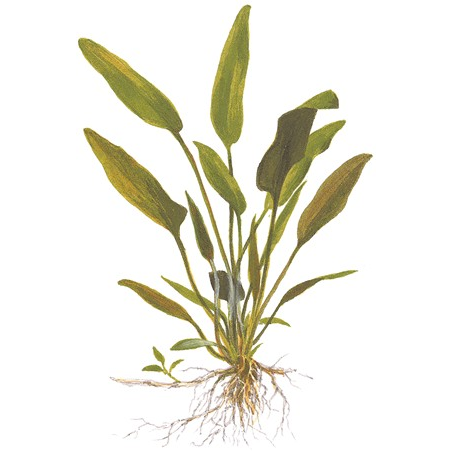 Cryptocoryne x Willisii