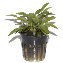 Cryptocoryne x Willisii