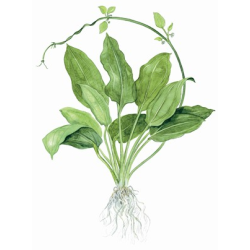 Echinodorus 'Bleherae'