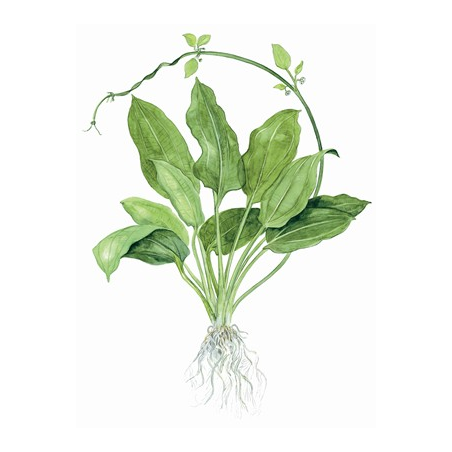 Echinodorus 'Bleherae'