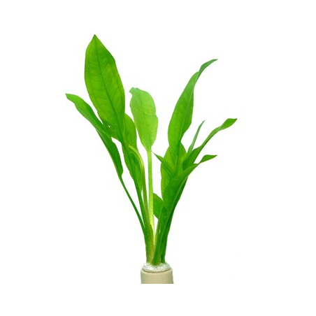 Echinodorus 'Bleherae'