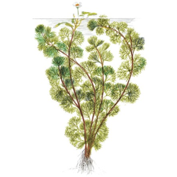 Cabomba Aquatica