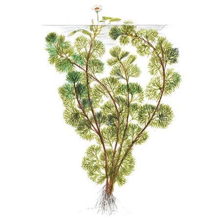 Cabomba Aquatica