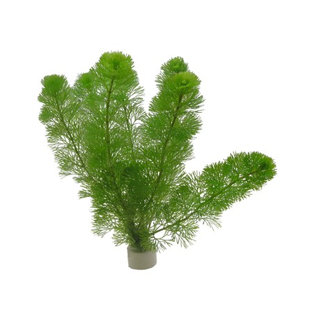 Cabomba Aquatica