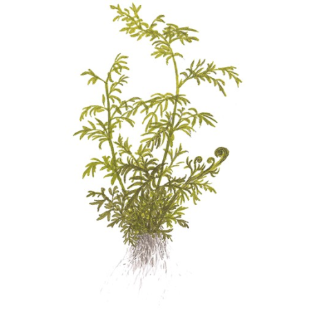 Ceratopteris Thalictroides