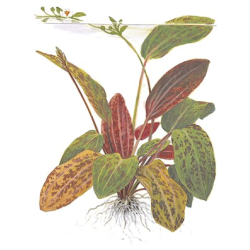 Echinodorus 'Ozelot'