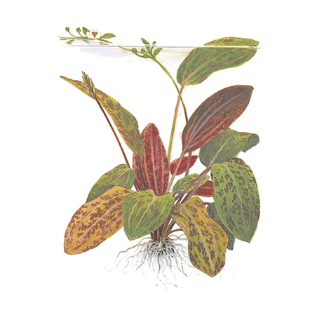 Echinodorus 'Ozelot'