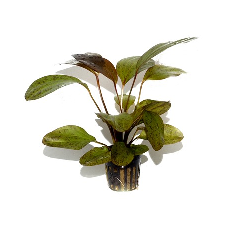 Echinodorus 'Ozelot'