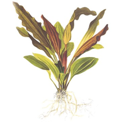 Echinodorus 'Rosé'