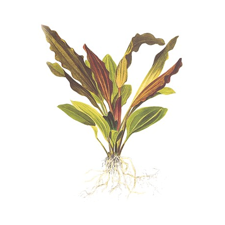 Echinodorus 'Rosé'