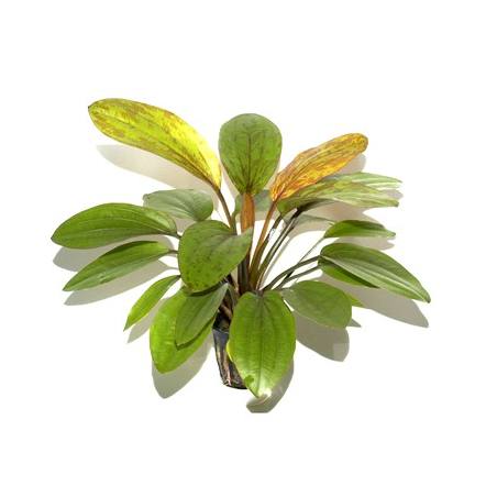 Echinodorus 'Rosé'